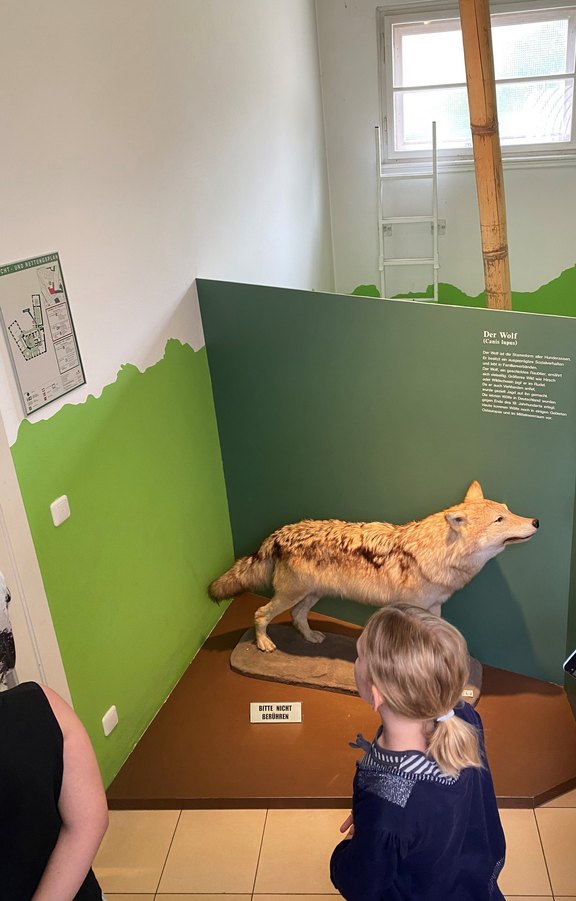 Das Bild zeigt ein Museum. Hinter einer Glasscheibe sieht man einen ausgestopften Wolf. Davor stehen Kinder.  