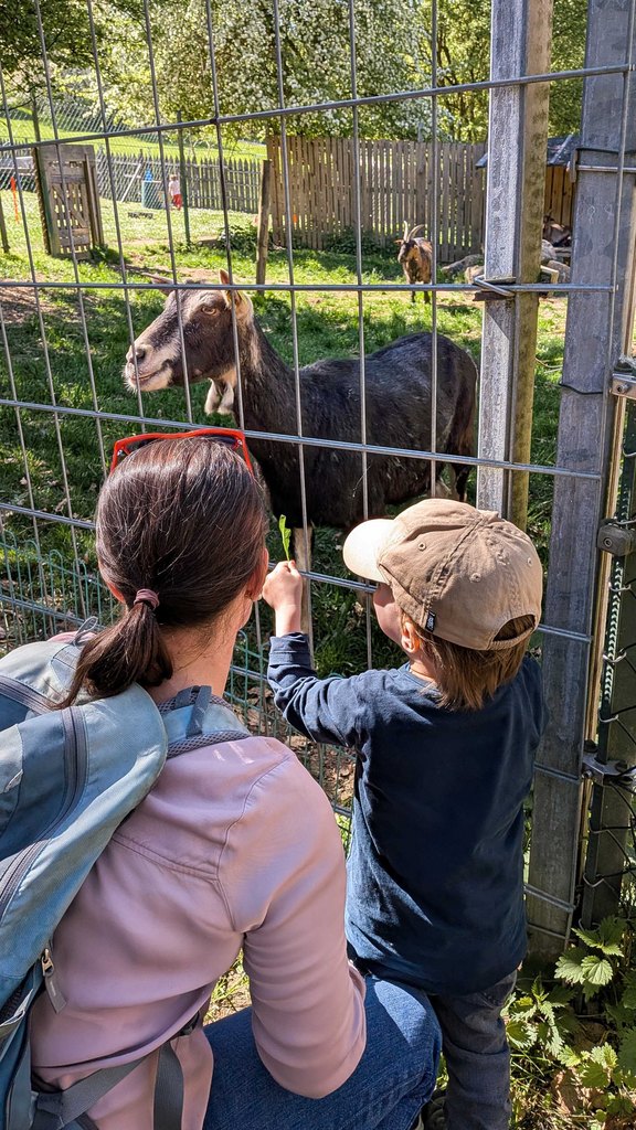 Das Bild zeigt eine erwachsene Person mit einem Kind von hinten, wie sie in ein Tiergehege schauen, dort ist ein Ziegenbock zu sehen.