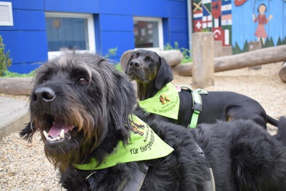 Die zwei Begleithunde liegen nebeneinander. Hund Paula ist im Vordergrund und Bolle im Hintergrund.